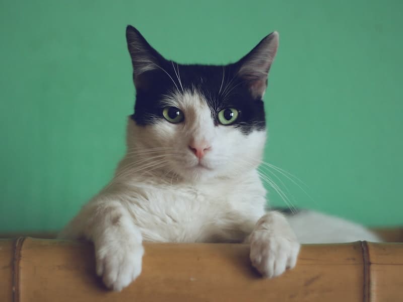 Турбота про кота в клініці