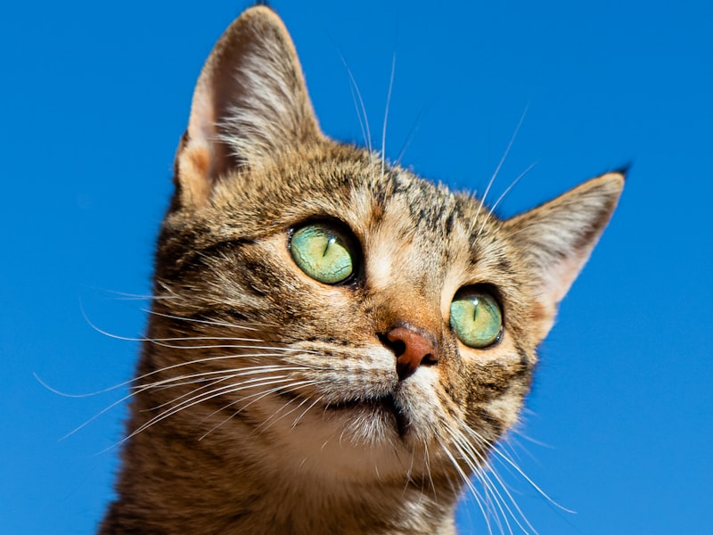 Коти